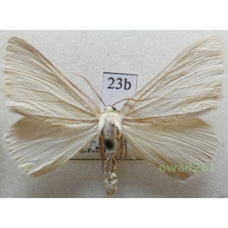 Pseudoterpna pruinata (Hufnagel, 1767) Czech23b